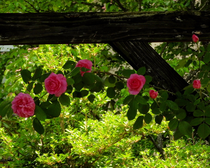 c0305565_17392693.jpg