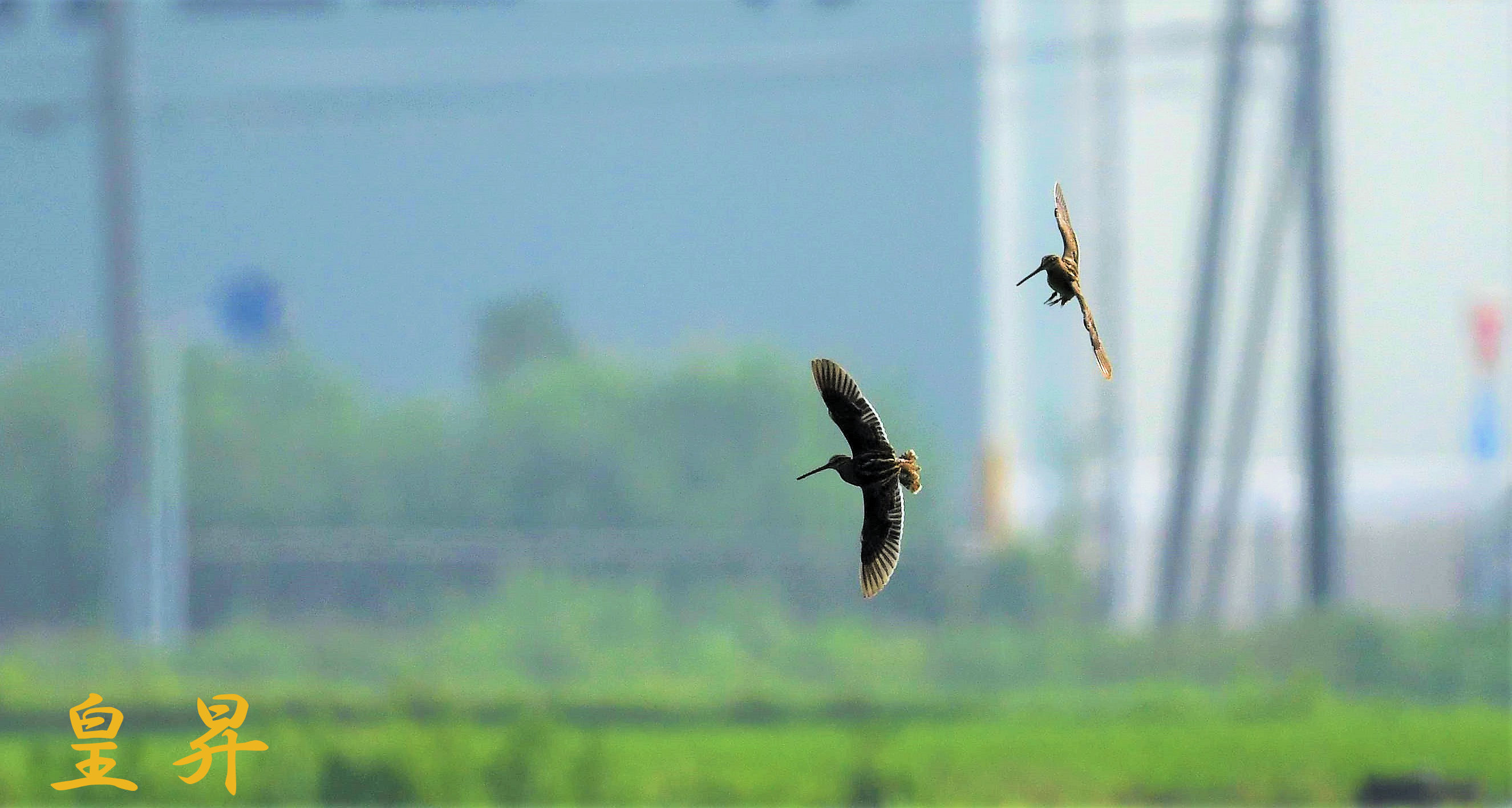 他の鳥を撮りに、バツト　タシギの飛翔となった。誠_d0370867_16432042.jpg