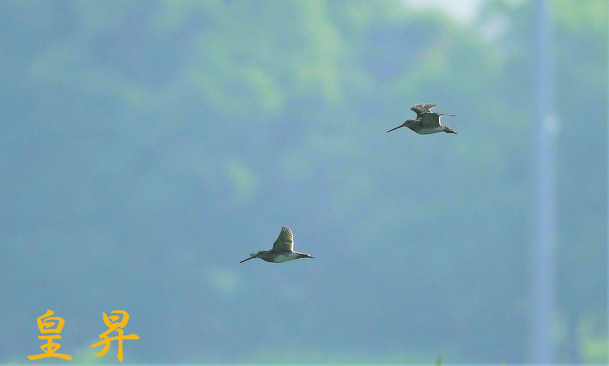 他の鳥を撮りに、バツト　タシギの飛翔となった。誠_d0370867_16442056.jpg