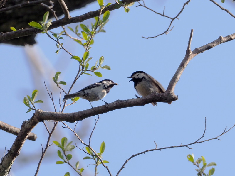 ヒガラ親子の餌渡し_f0372177_21052485.jpg