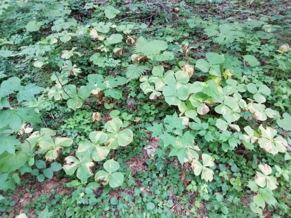c0212083_19313416.jpg