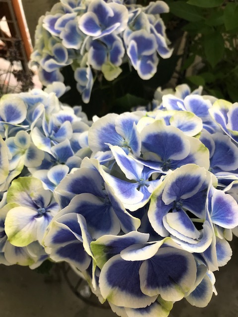 ベランダの花_f0204295_14300812.jpg