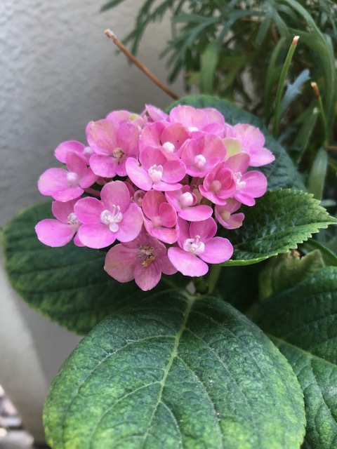 ベランダの花_f0204295_14303304.jpg