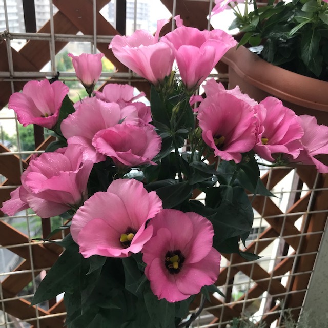ベランダの花_f0204295_14403482.jpg