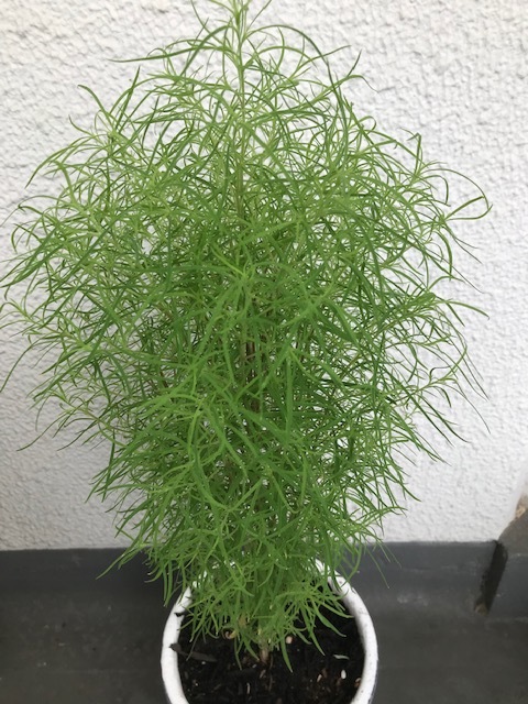 ベランダの花_f0204295_14405894.jpg