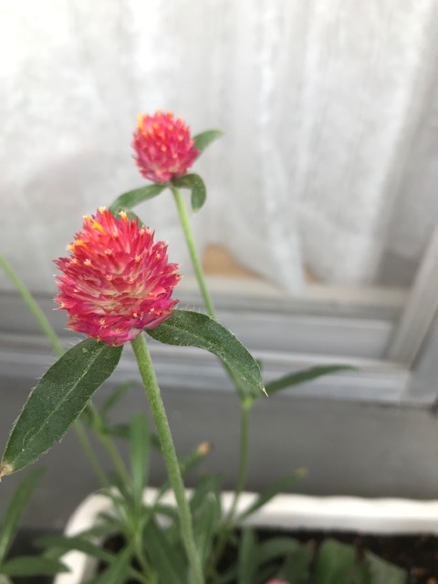 ベランダの花_f0204295_14494656.jpg