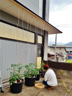 会館にミニ菜園が出来ました!_c0336902_20362120.jpg