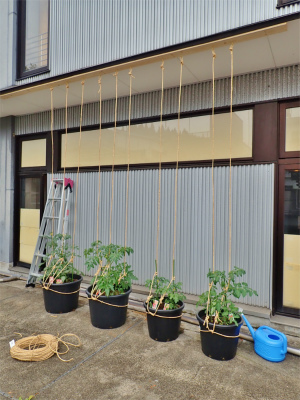 会館にミニ菜園が出来ました!_c0336902_20363376.jpg