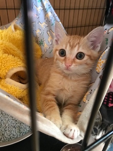 移動先募集だった子猫3匹_f0242002_10380608.jpg