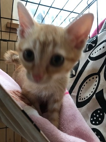 移動先募集だった子猫3匹_f0242002_10382079.jpg