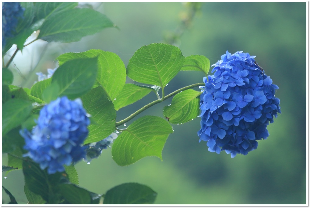 雨に濡れた紫陽花 ハチミツの海を渡る風の音