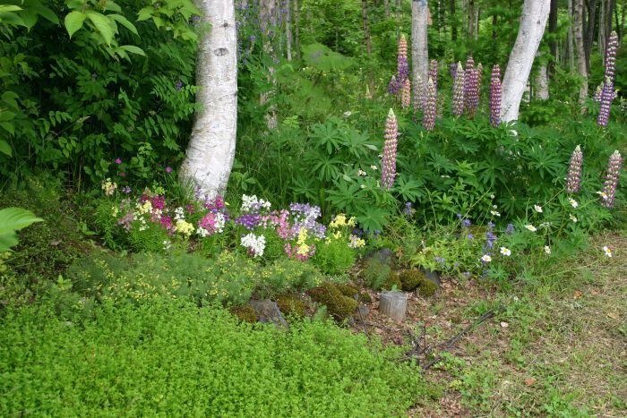 野生 雑草 化 したジギタリスとフランスギク ようていガーデン 野生 雑草 化 したジギタリスとフランスギク ようていガーデン