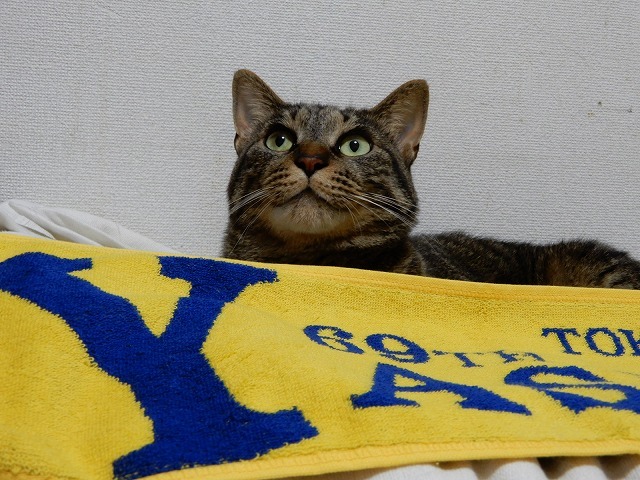 猫に小判、あたいに馬グッズ byビーコン_b0166128_09564512.jpg