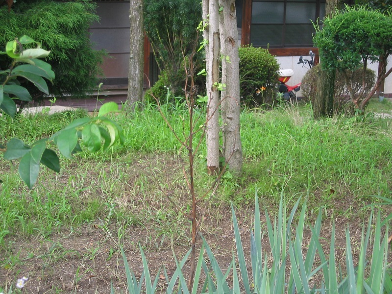 環境改善と科学_f0076731_20563521.jpg