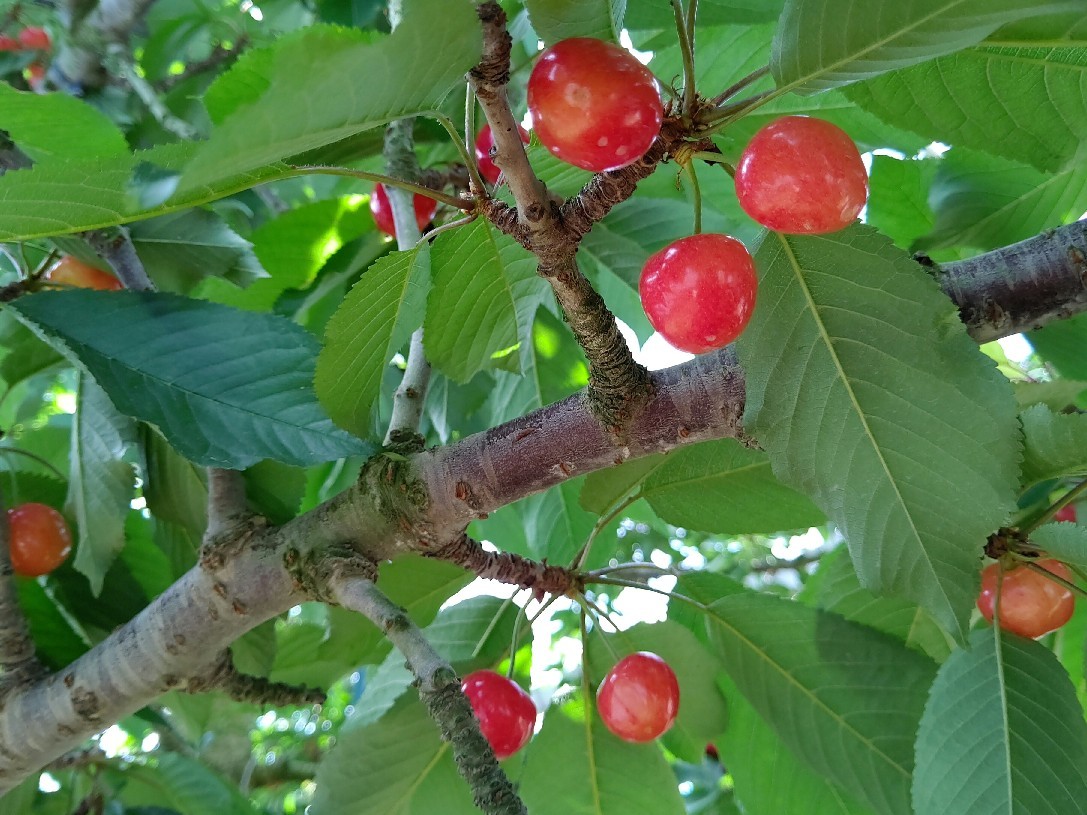 2度目のさくらんぼ狩りで再び山梨へ  【2019夏 山梨&長野6】_e0305834_05285344.jpg