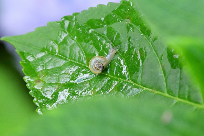 カタツムリの赤ちゃん_f0327034_16452495.jpg