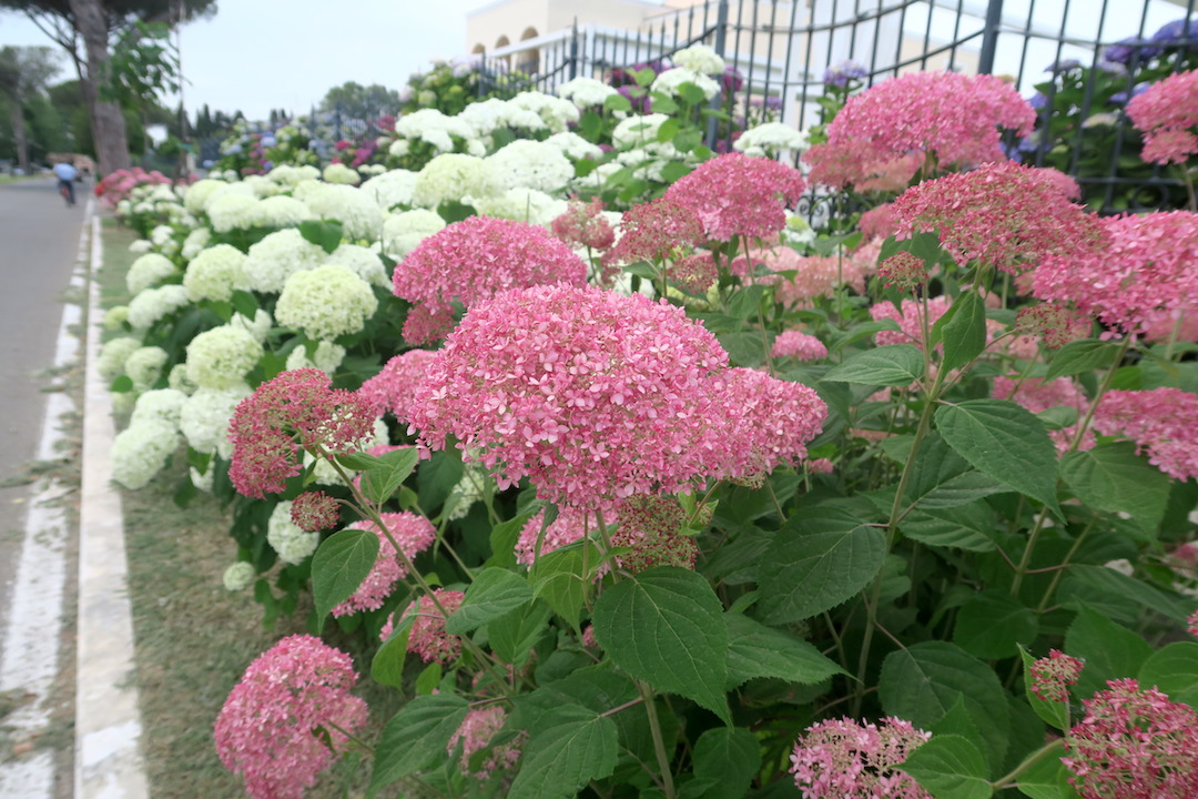 紫陽花の花咲く湖畔と野鳥たち、ボルセーナ_f0234936_4371427.jpg