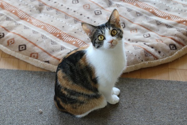30日(日)神奈川県動物保護センター譲渡会参加猫さん達_e0151545_21244786.jpg