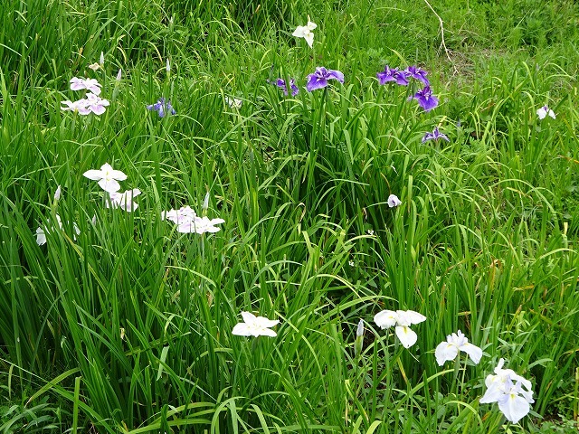 しっとり癒し色あじさいを「、西田原弥勒寺の紫陽花祭り」に歩いてきました。_d0048350_18003661.jpg