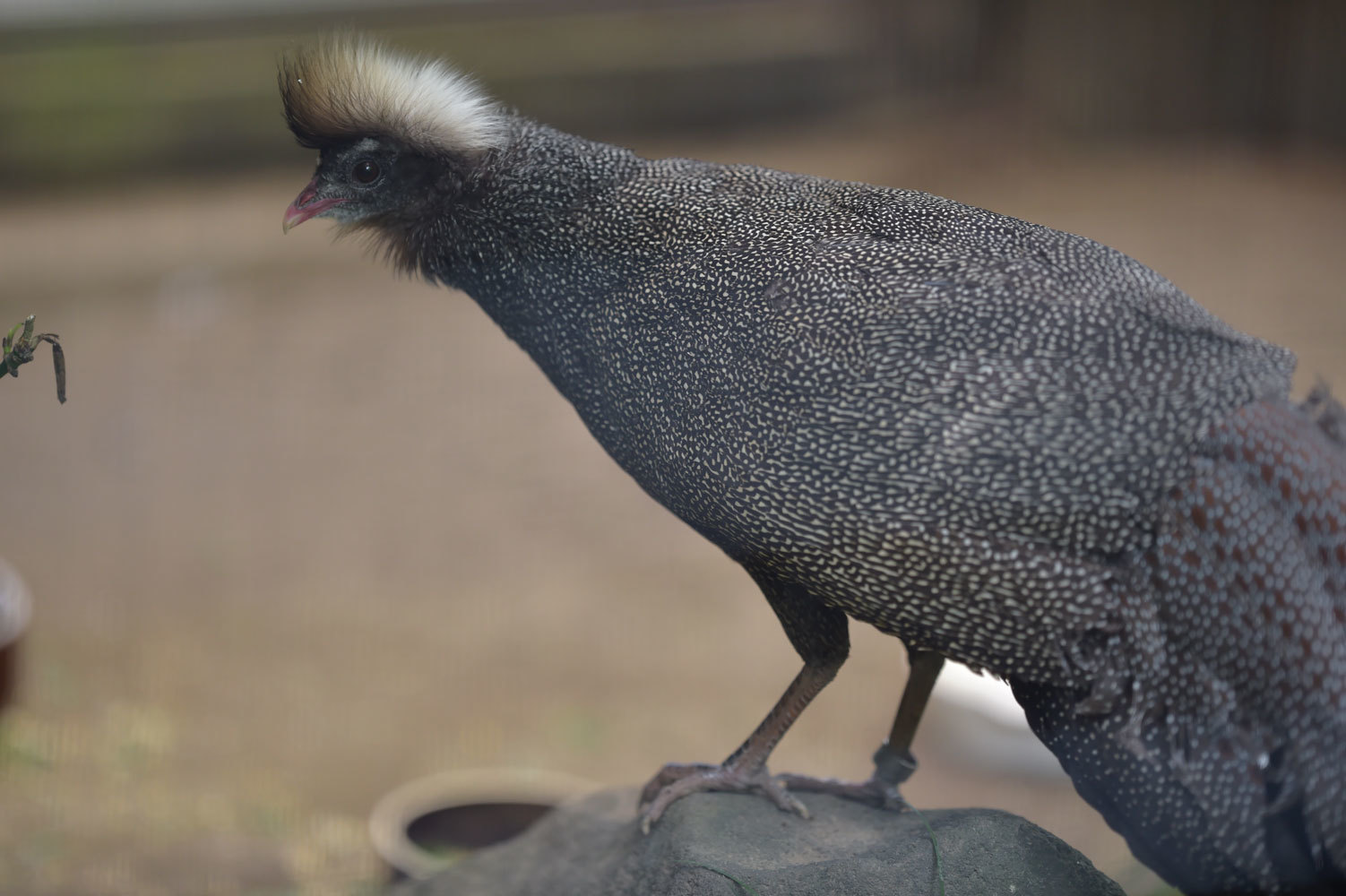 動物園へ行こう