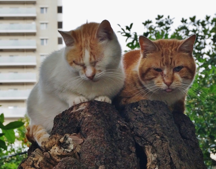 大江神社の猫（１）切株の仲良し猫_b0063958_06534015.jpg