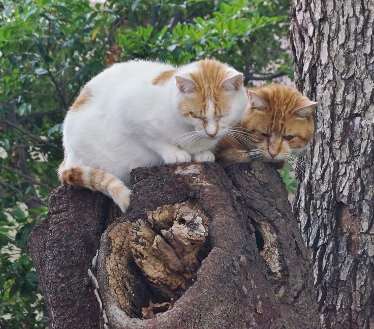 大江神社の猫（１）切株の仲良し猫_b0063958_06542853.jpg