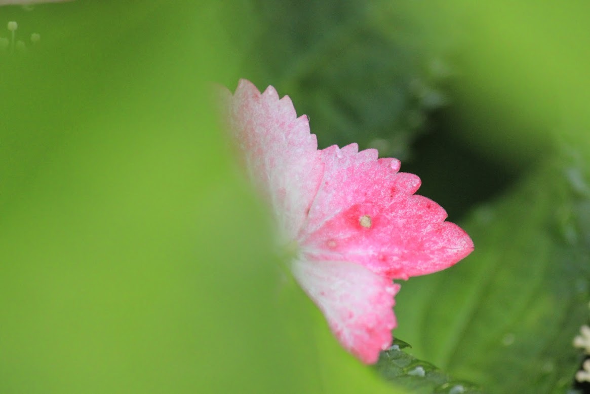 a0248459_14174201.jpg
