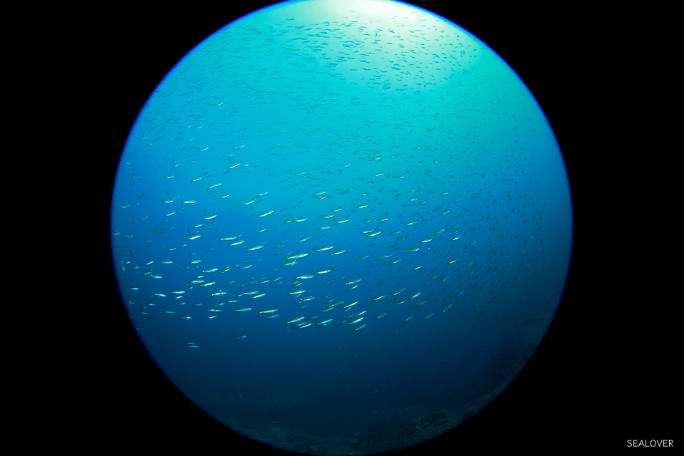 みなみなさま_e0158261_08122017.jpg
