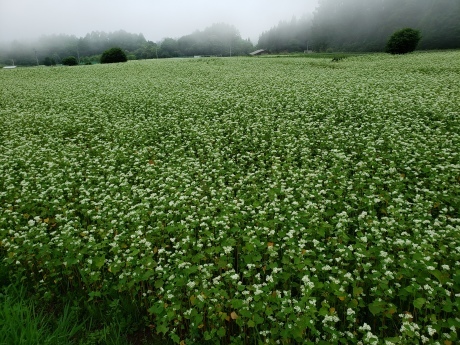 雨の季節　このしっとり感もまた良し_b0209162_18103491.jpg