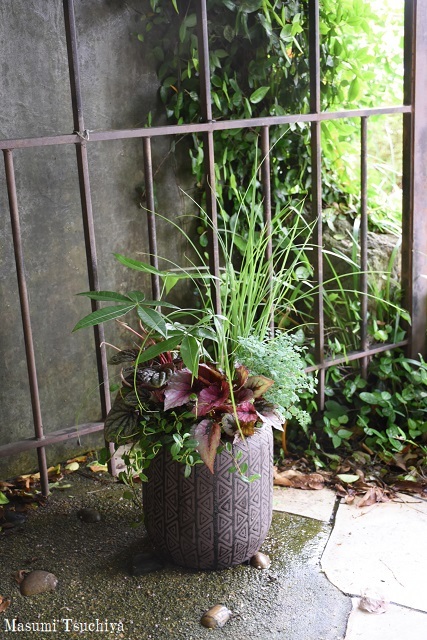 目が覚めるような素敵な写真が撮れていたら眠くないのかも この植物をお買い２