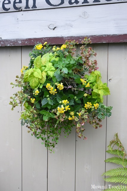 目が覚めるような素敵な写真が撮れていたら眠くないのかも この植物をお買い２