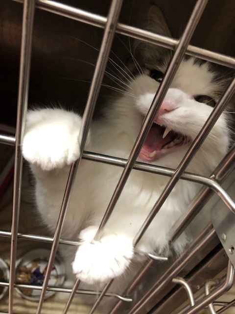 ベールちゃんのお泊り(2019・6・28)_e0367571_21160065.jpg