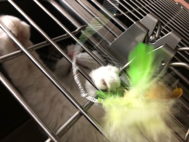ベールちゃんのお泊り(2019・6・28)_e0367571_21162665.jpg
