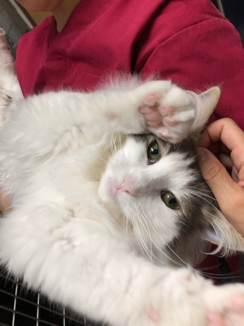 ベールちゃんのお泊り(2019・6・28)_e0367571_21414912.jpg