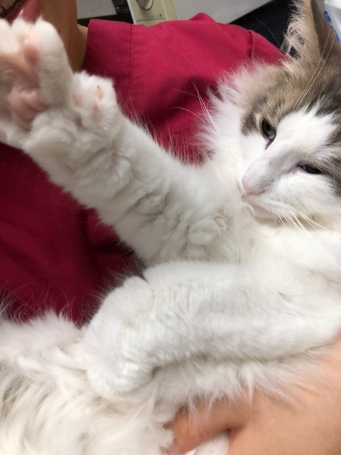 ベールちゃんのお泊り(2019・6・28)_e0367571_21431673.jpg