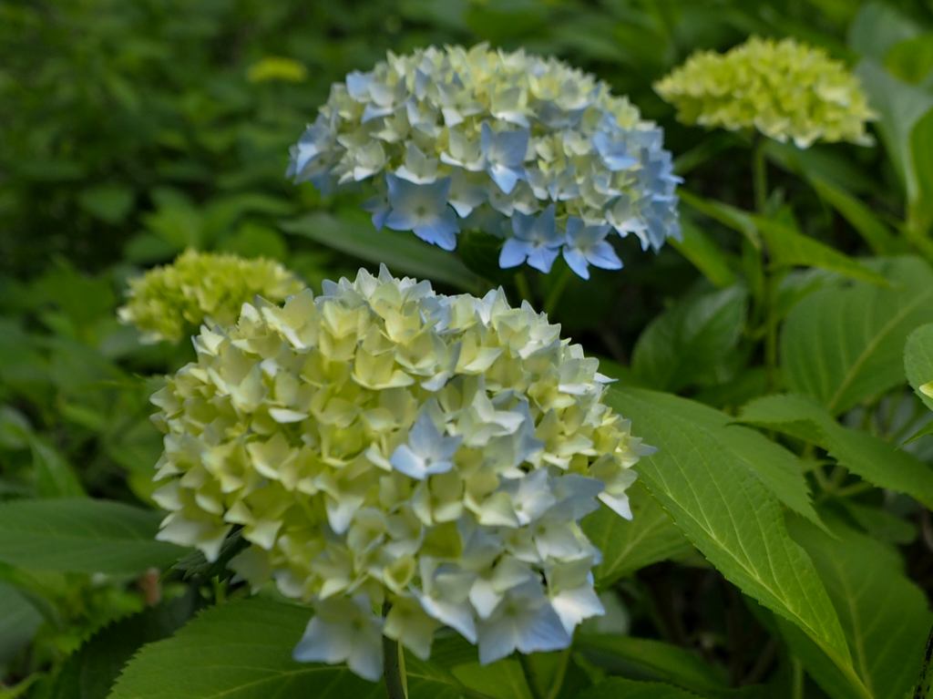 札幌市西区西野神社　　０６２８_c0183777_17505969.jpg