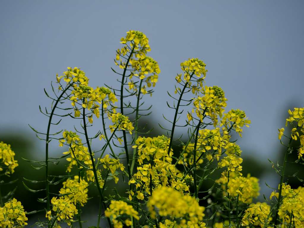 百合が原公園漫写　　０６２７_c0183777_603739.jpg