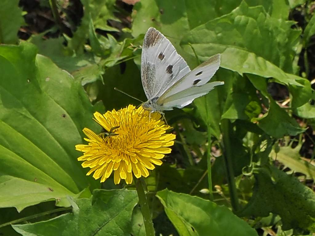 百合が原公園漫写　　０６２７_c0183777_6164565.jpg