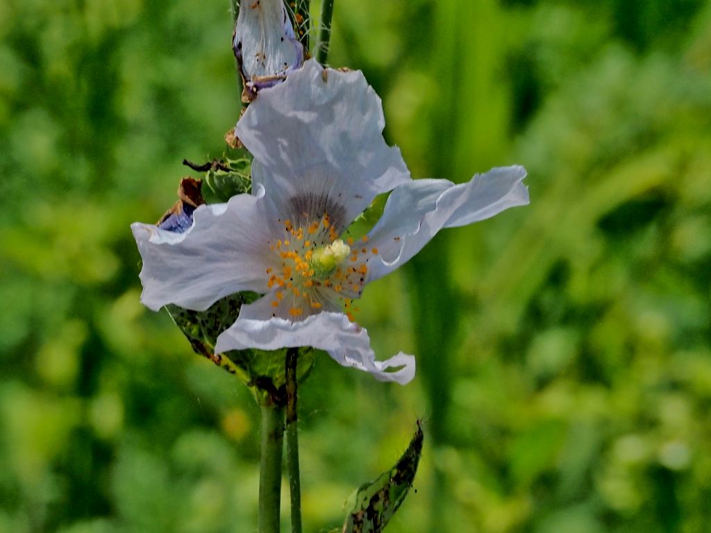 百合が原公園漫写　　０６２７_c0183777_664376.jpg