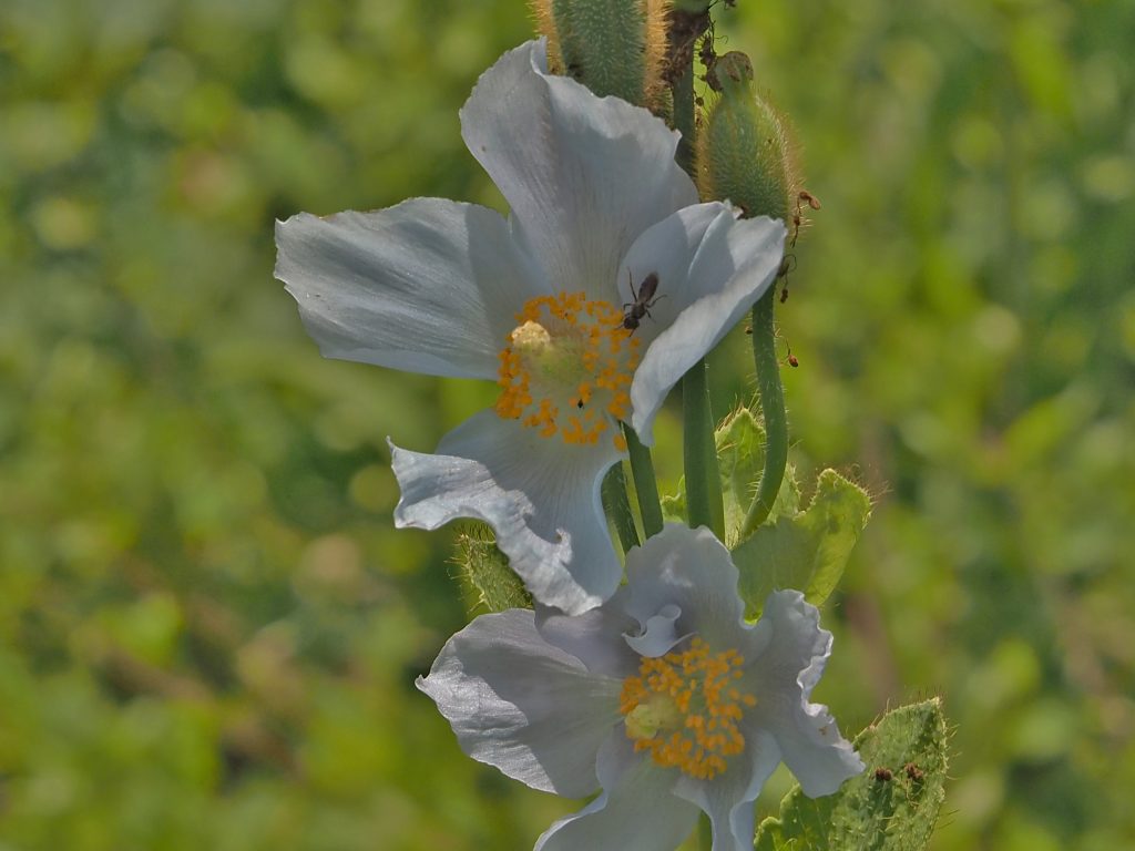 百合が原公園漫写　　０６２７_c0183777_67863.jpg