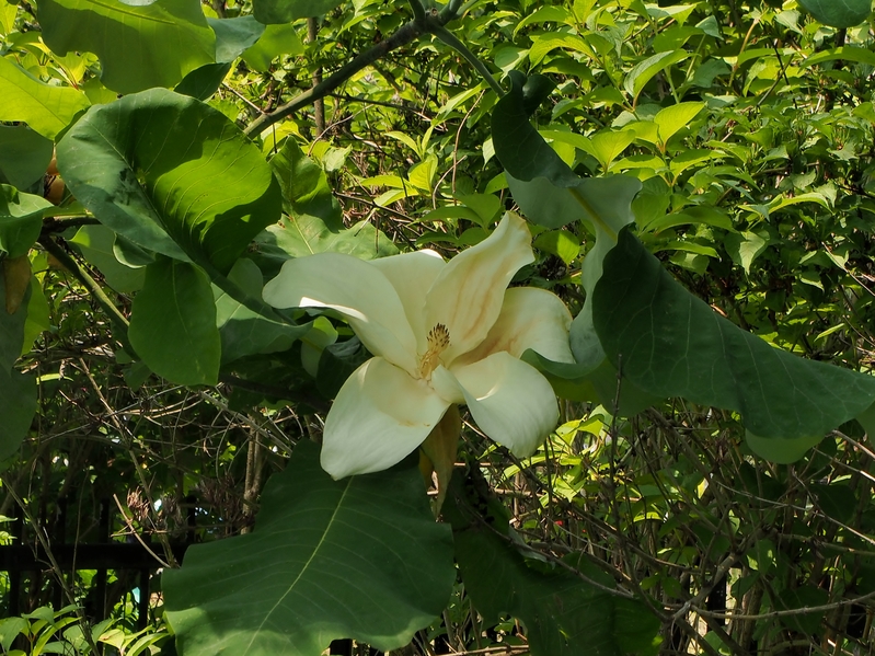 百合が原公園漫写　　０６２７_c0183777_9314149.jpg