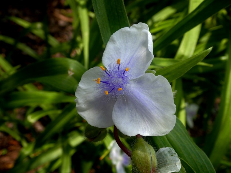 百合が原公園漫写　　０６２７_c0183777_935138.jpg