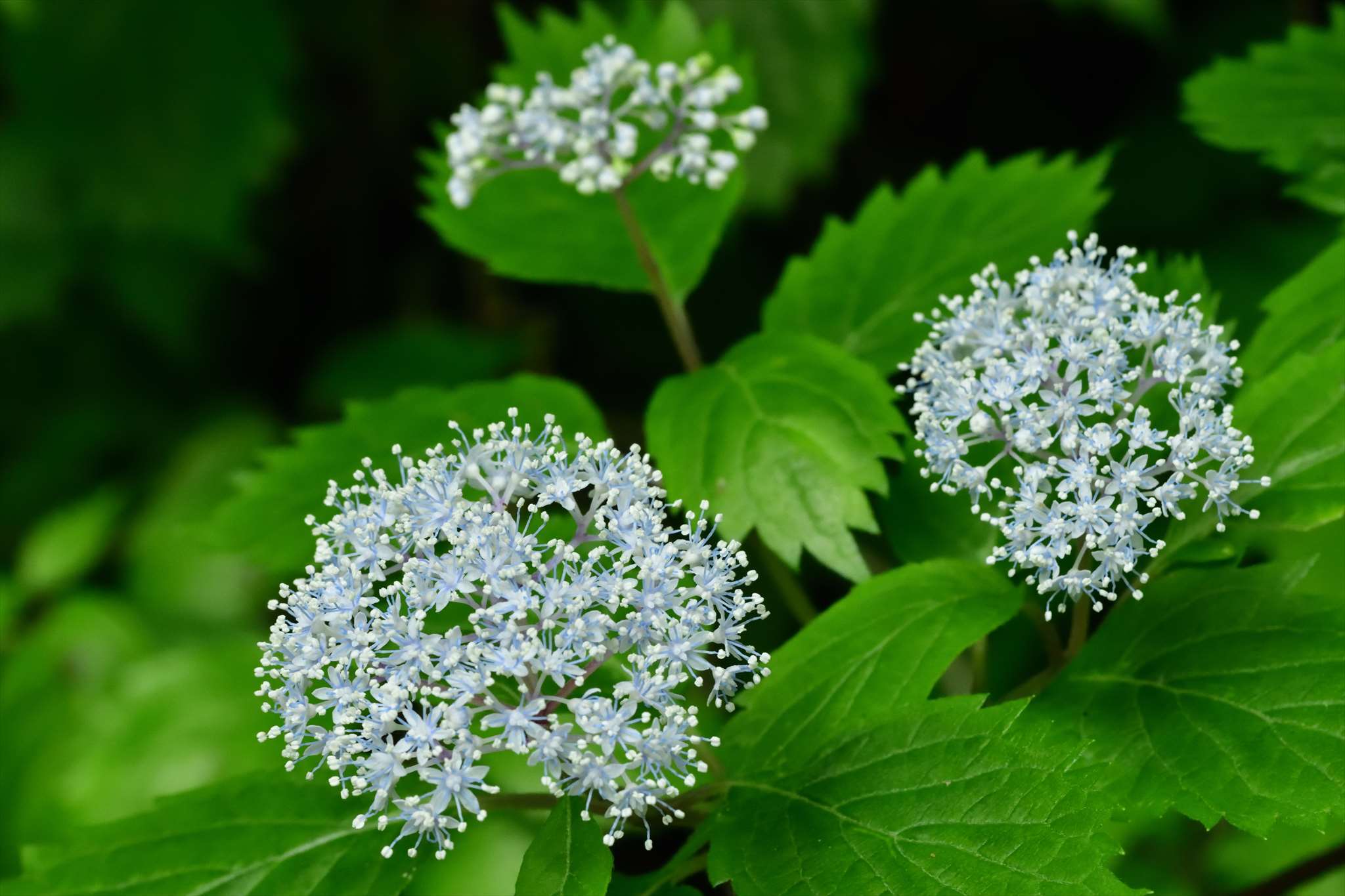 奥多摩方面の花_d0328977_11030952.jpg