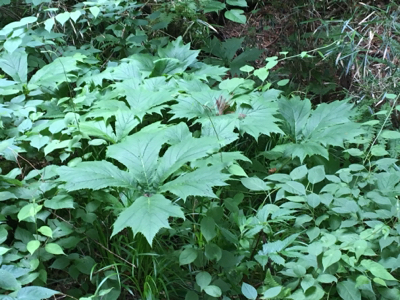 c0380878_09481564.jpg