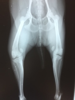 脛骨の内旋を伴った左右両側膝蓋骨脱臼GradeⅣの手術（成長期の超小型犬）_b0350282_22095507.jpg