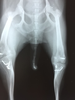 脛骨の内旋を伴った左右両側膝蓋骨脱臼GradeⅣの手術（成長期の超小型犬）_b0350282_22103595.jpg