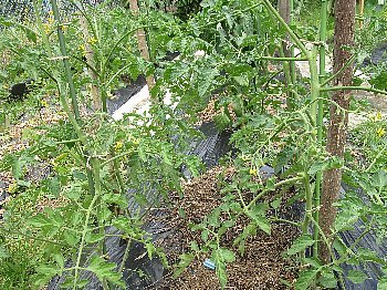 f0003283_18140760.jpg