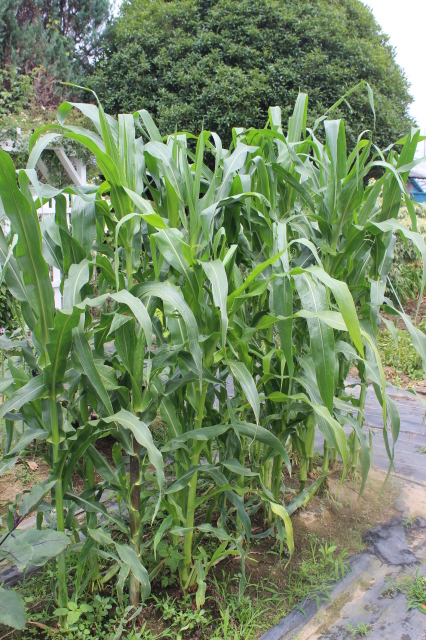 d0154685_14253933.jpg