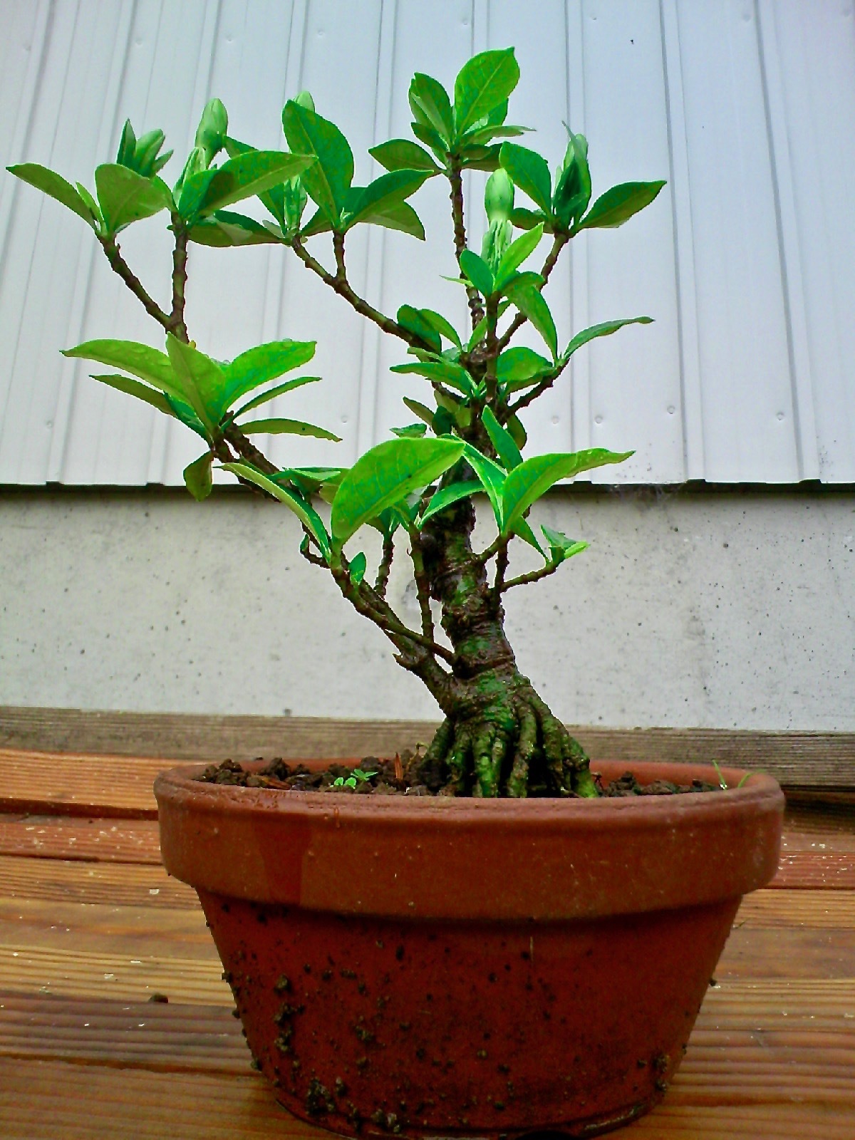 クチナシの蕾 そして開花 盆栽便り クチナシの蕾 そして開花 盆栽便り