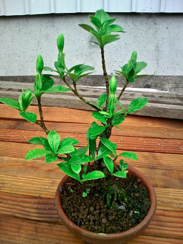 クチナシの蕾 そして開花 盆栽便り クチナシの蕾 そして開花 盆栽便り